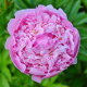 Eau florale de Rose de Damas BIO sans conservateur