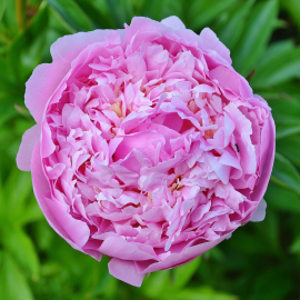 Eau florale de Rose de Damas Bio