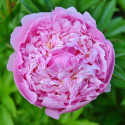 Eau Florale de Rose de Damas BIO