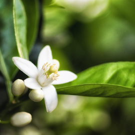 Eau Florale de Fleurs d'Oranger