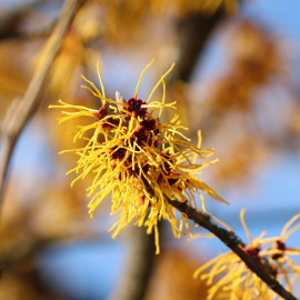 Eau Florale Bio sans conservateur - Local
