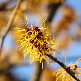 Eau Florale d'Hamamélis Bio