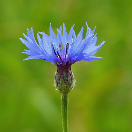 Eau Florale de Bleuet Bio