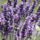 Eau Florale de Lavande Fine
