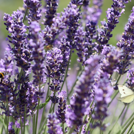 Eau Florale de Lavande Fine