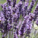Eau Florale de Lavande Fine