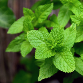 Eau Florale de Menthe Poivrée