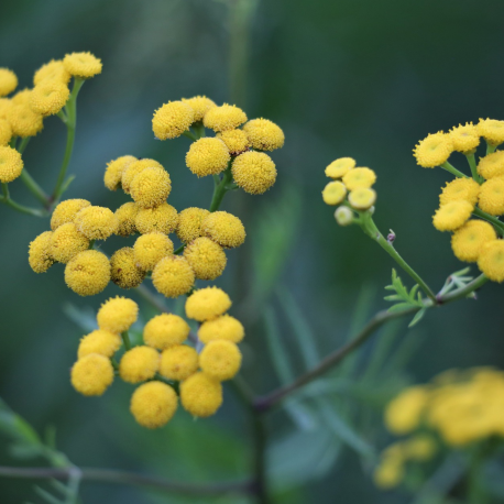 Eau Florale d' Immortelle ou Hélichryse