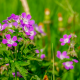 Eau Florale de Géranium Bourbon