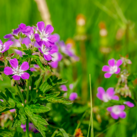 Eau Florale de Géranium Bourbon