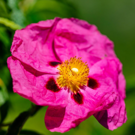 Eau Florale de Ciste Ladanifère